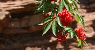 Johannisbeeren vor Buntsandstein