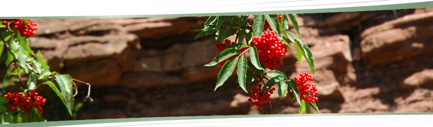 Johannisbeeren vor Buntsandstein